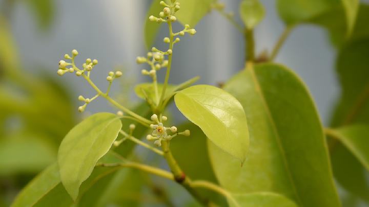 蒸馏水是什么及其重要性